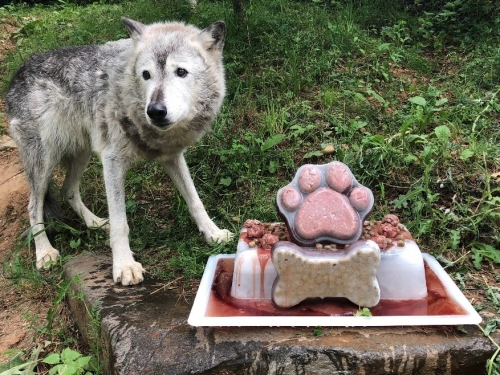 Gray wolf Coby with birthday treat