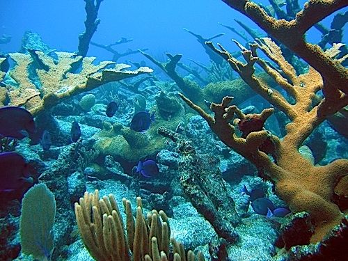 Undersea photo of coral reef