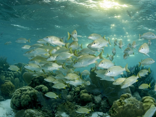 An underwater photo of a group of white, opalescent fish swimming in one direction near a piece of coral.