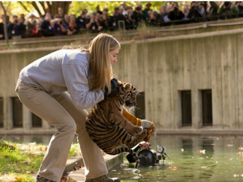tiger cub swim test