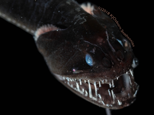 Ultra-black deep sea fish looking creepy