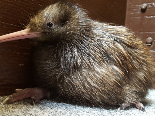 newly hatched kiwi chick