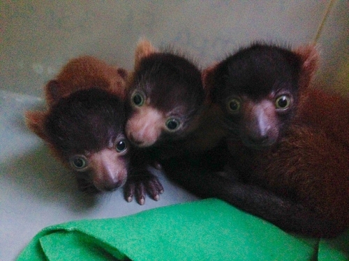three baby red ruffed lemurs