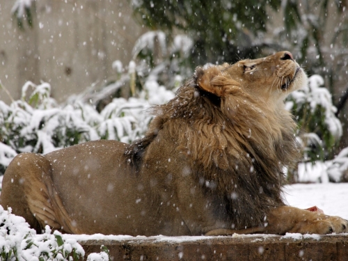 Male lion sits amidst snowy environment