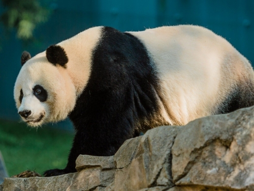 Giant panda Mei Xiang