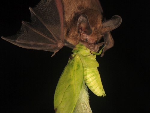 Bat with giant katydid in its mouth