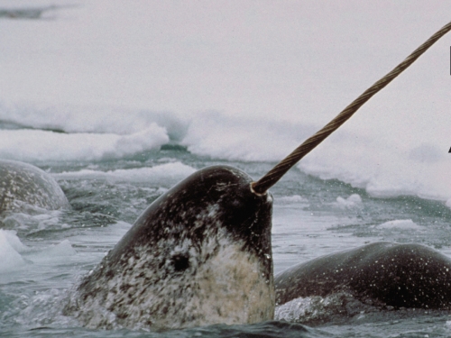 Closeup of narwhal with horn above water