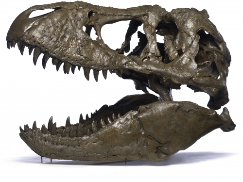 T. rex skull resin cast