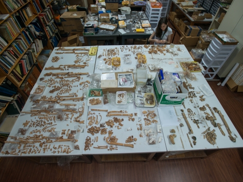 Lab with table covered with bones