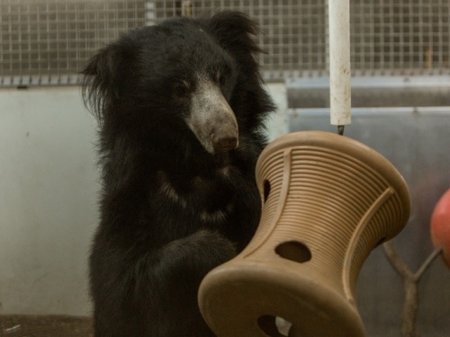 Sloth bear playing with toy