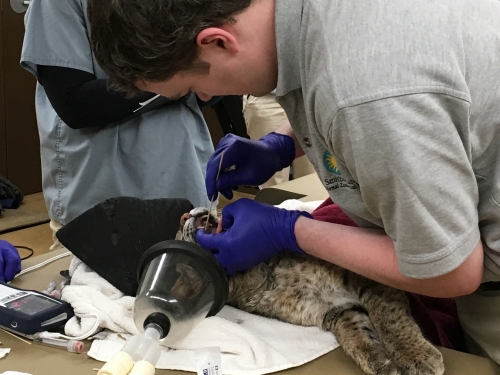 Bobcat undergoing vet exam