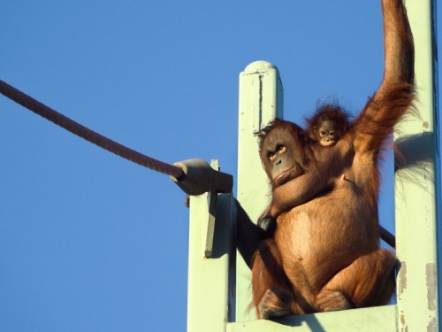 Orangutan with infant on her back reaches for cable