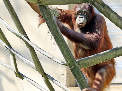 Orangutan climbing in enclosure
