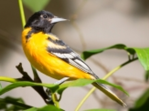 yellow and black oriole