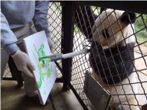Male giant panda Tian Tian applies his natural ability to grasp bamboo
