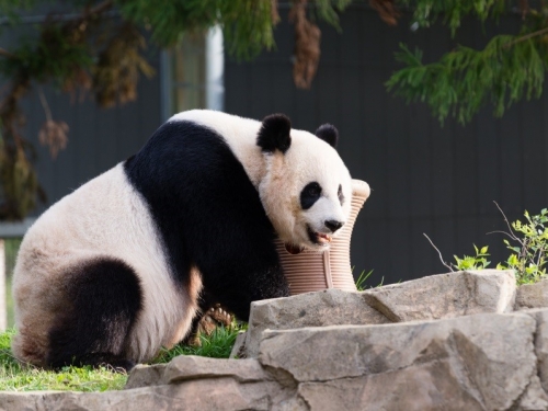 Caption: Mei Xiang Photo: Connor Mallon/Smithsonian’s National Zoo