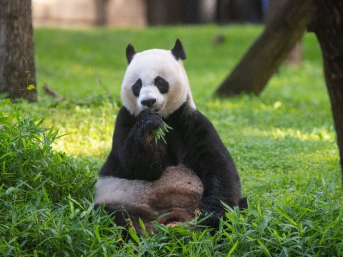 Giant panda Mei Xiang