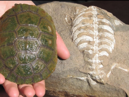 Modern turtle shell next to fossilized turtle skeleton