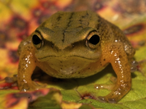 Prismantis dorado frog
