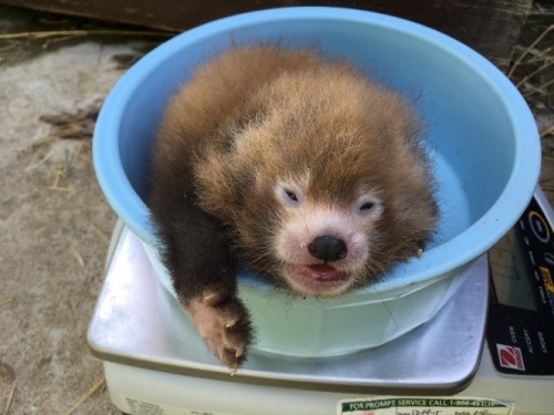 Red panda cub being weighed in blue dish