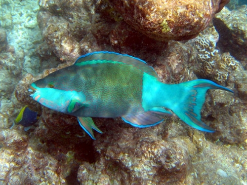 Bright blue parrotfish