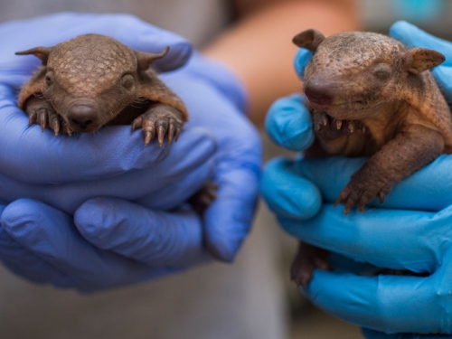 Armadillo pups being weighed