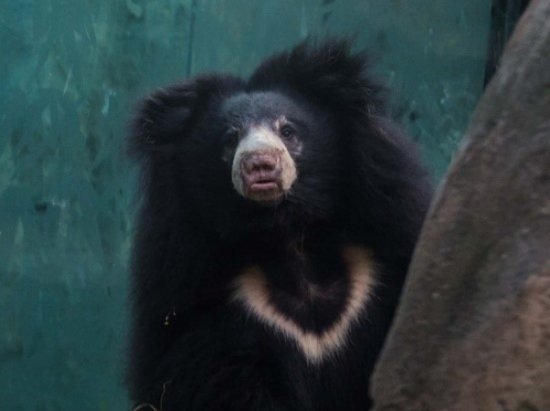 female sloth bear Remi