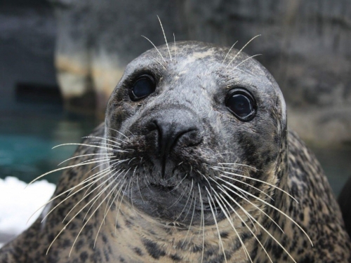 Harbor seal Squeegee