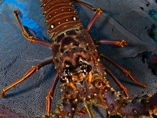 Close up of spiny lobster