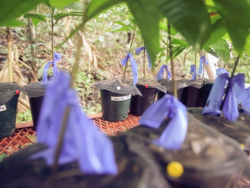 Cacao seedlings