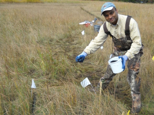man spreading carbon pellets onto marsh to remediate methylmercury