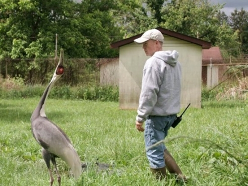 Male figure in hat and jeans walks in long grass next to gray and white crane with its neck lifted up.