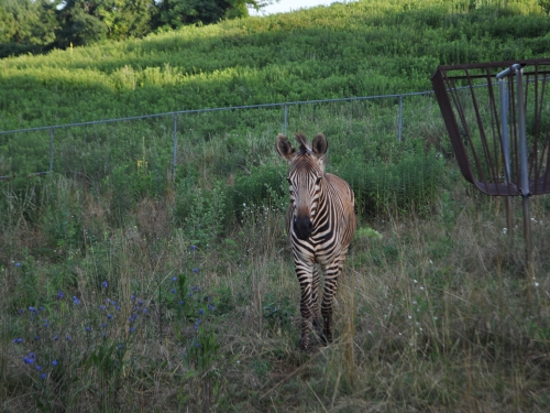 Zebra in field facing camera