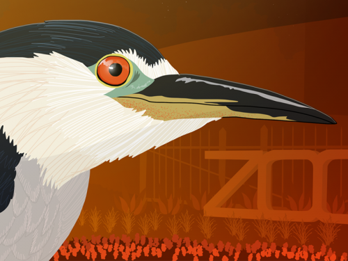 Illustration of a night heron