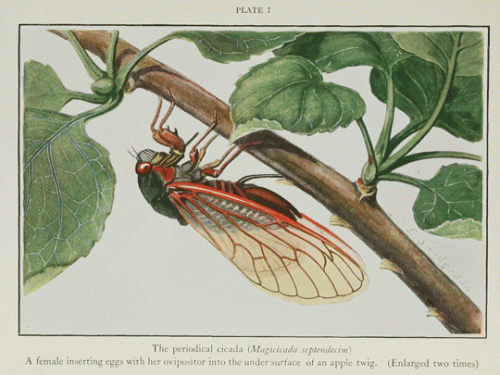 drawing of cicada