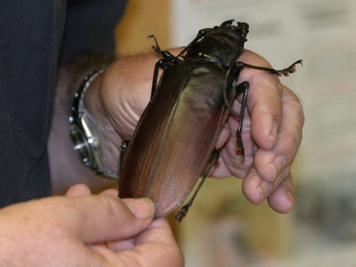 Titan beetle (Titanus giganteus)