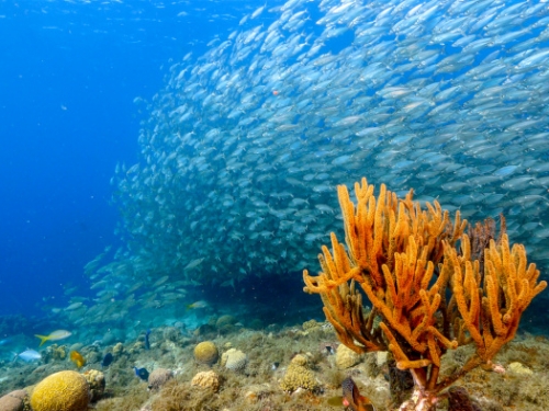 Colorful corals and fish on the ocean floor with a large school of silver fish in the background.