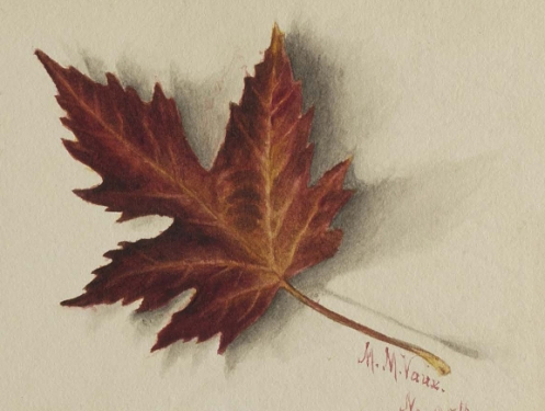 illustration of autumn leaf