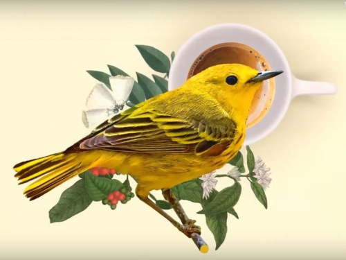 A yellow and black bird sits on a branch near a white mug of coffee. 