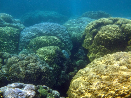 monoculture of boulder corals