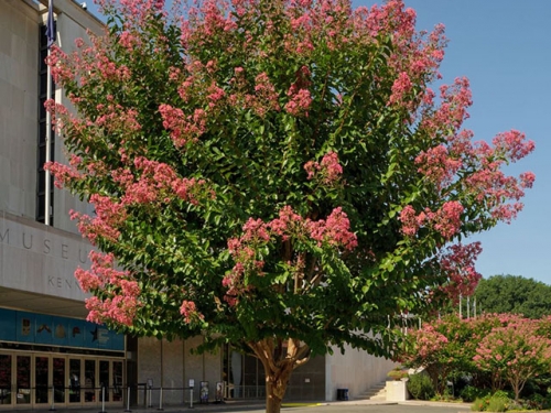 Crapemyrtle in front of the National Museum of American History