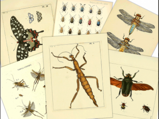 A series of insect illustrations.