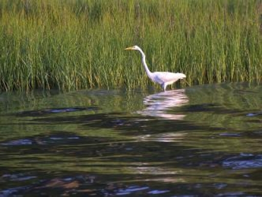 A white crane stands in water in a marsh. 