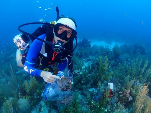 Scientist Maggie Johnson working to monitor coral reef ecosystems in Belize.