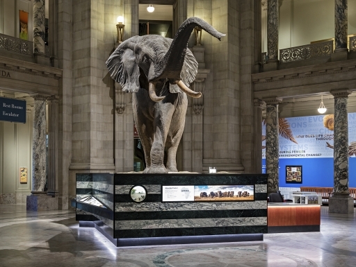 elephant in the Natural History Museum rotunda