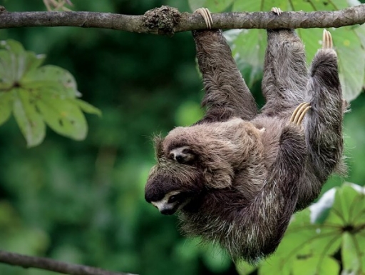 A sloth hangs from a tree, holding a juvenile sloth. 