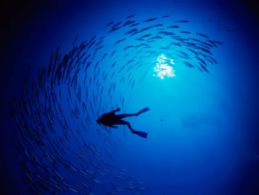 Photograph: A scuba diver is surrounded by a cluster of fish. 