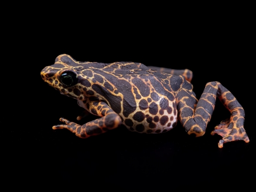 A brown and red tropical frog, Atelopus certus.