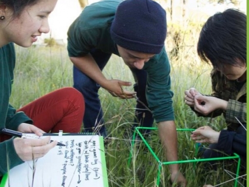 Students investigate life within a small patch of grass.