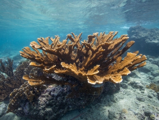 Elkhorn coral sits in vivid blue ocean water.